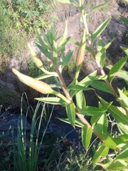 Oenothera