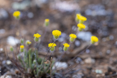Asteridea athrixioides