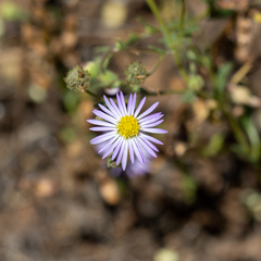 Brachyscome ciliaris