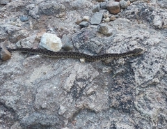 Metlapilcoatlus indomitus