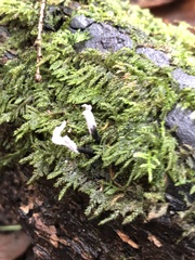 Xylaria hypoxylon