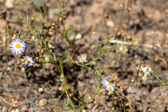 Brachyscome ciliaris