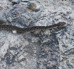 Metlapilcoatlus indomitus