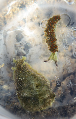 Dolabrifera nicaraguana