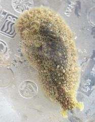 Dolabrifera nicaraguana