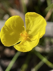 Xyris bracteata