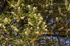 Acacia oswaldii