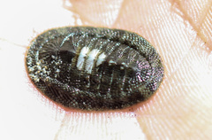 Chiton stokesii