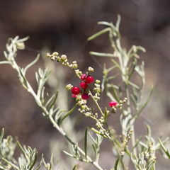 Chenopodium wilsonii