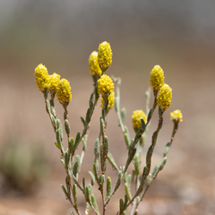 Angianthus tomentosus