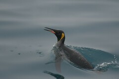 Aptenodytes patagonicus