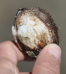 Barbatia