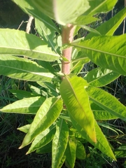 Oenothera