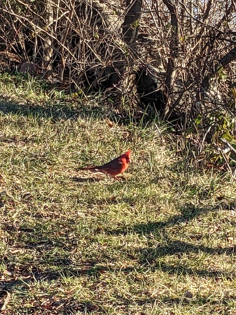 Northern Cardinal from Laurel, MD, USA on December 29, 2022 at 0919 AM by thomasanderson496
