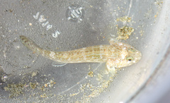 Gobiinae