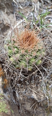 Parodia tuberculata
