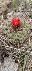 Parodia tuberculata