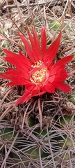 Parodia tuberculata