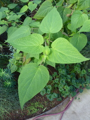 Salvia gesneriiflora