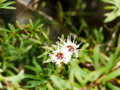 Kunzea tenuicaulis