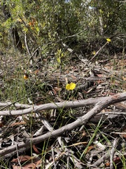 Xyris bracteata