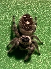 Phidippus regius