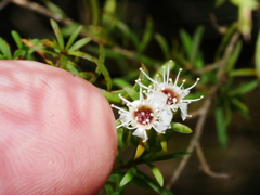 Kunzea tenuicaulis