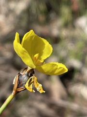Xyris bracteata