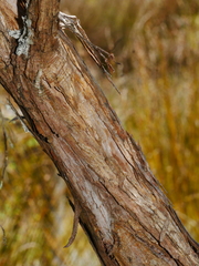 Kunzea tenuicaulis