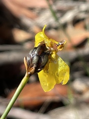 Xyris bracteata