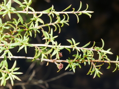 Kunzea tenuicaulis