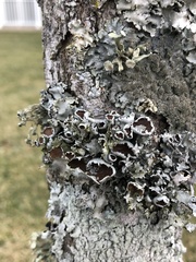 Parmotrema perforatum