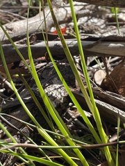 Xyris bracteata