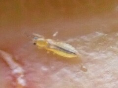 Thripidae