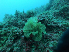 Hornera frondiculata