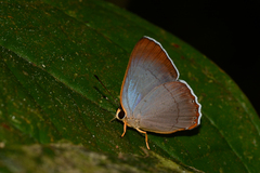 Euselasia lysimachus