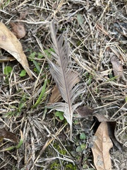 Alopochen aegyptiaca