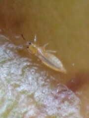 Thripidae