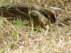 Sporophila torqueola