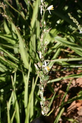 Chlorophytum bowkeri