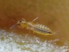 Thripidae