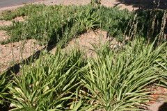 Chlorophytum bowkeri