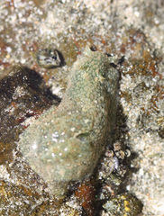 Dolabrifera nicaraguana