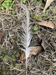 Alopochen aegyptiaca