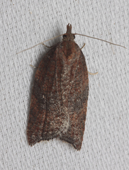 Acleris rhombana