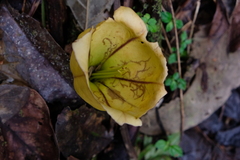 Solandra maxima