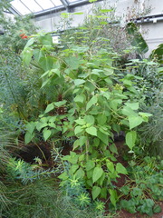 Salvia gesneriiflora