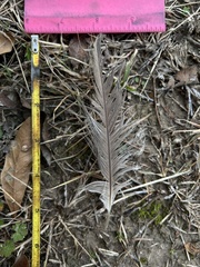 Alopochen aegyptiaca