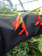 Salvia gesneriiflora