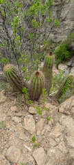 Trichocereus